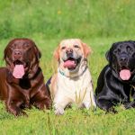 El Labrador retriever y sus rasgos adorables