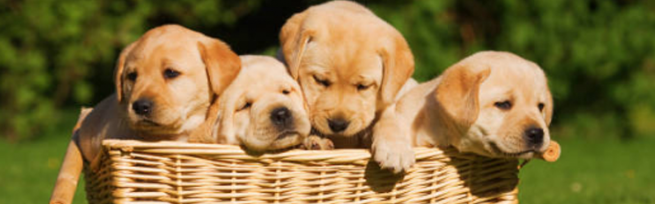 El labrador retriever