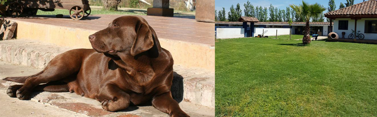 comprar Perros de Raza